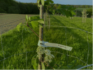Beginnende Speierlingsblüte