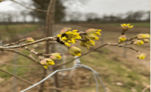 Kornelkirschenblüte